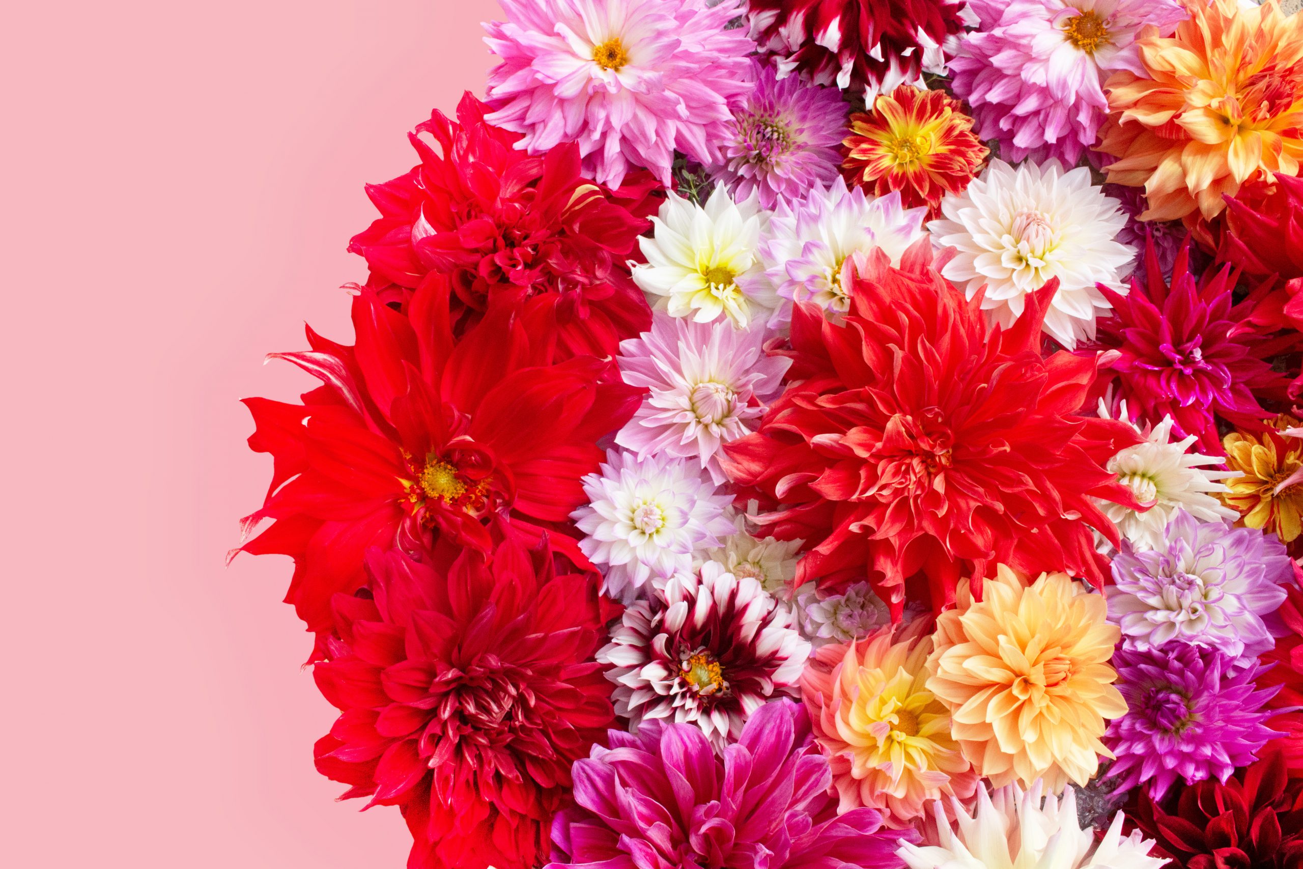 ホームページ開設しました! 株式会社ダリアジェンヌ